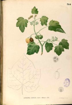 Jatropha