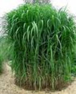 Miscanthus