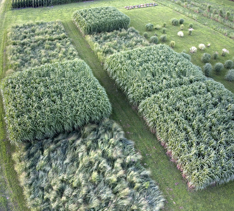 Miscanthusswitchgrass