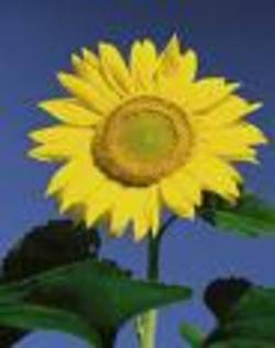Tournesol