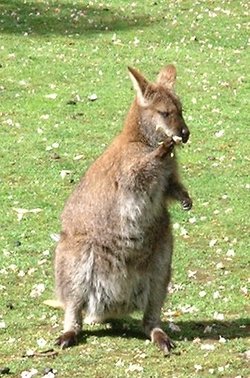 Wallaby_de_bennett_jdp_2004