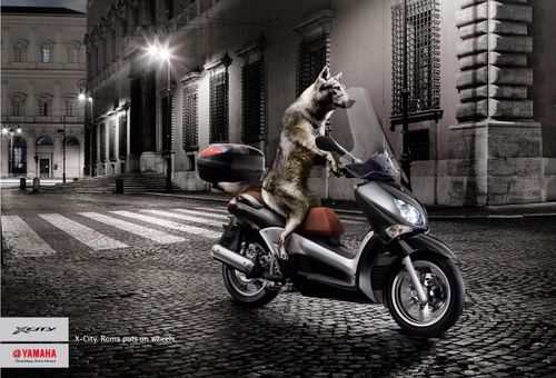 Pub yamahaxcitywolf