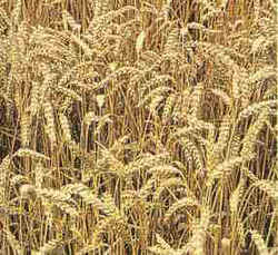 Du blé dans le moteur