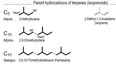 Du sucre au gasoil ou au kérosène une histoire de biologie synthétique et d’un peu d’hydrogène