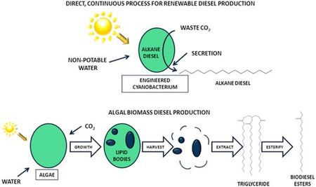 La réduction photo-biochimique directe du CO2 en alcanes serait une voie prometteuse de synthèse des futurs biocarburants