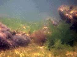 Biocarburants vraisemblables II