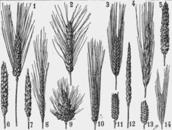 Pic mondial du blé ?