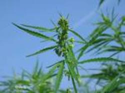 Chanvre : un vieux matériau