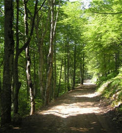 Forêt française : l’état actuel