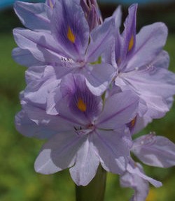 Hyacinthe d’eau : prometteuse
