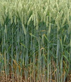 Chine : 30 % de renouvelable d’ici 2050