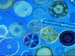 Austin : éthanol nouveau procédé.