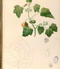 Jatropha et développement.