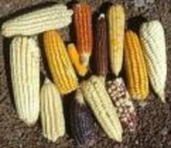 Maïs éthanol chinois.