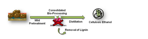 Biocarburants de deuxième génération: Mascoma aux Etats-Unis semble tenir la corde