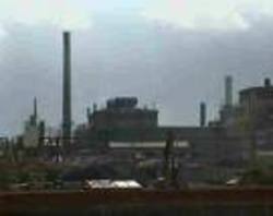 Metaleurop : plantation de Miscanthus