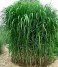 Miscanthus se développe en France.