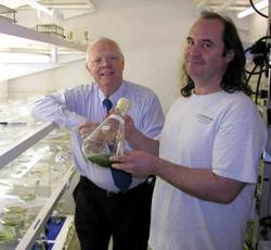 Une cyanobactérie produisant de la cellulose aisément transformable en éthanol