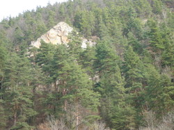 Biomasse : l’avenir de l’Europe