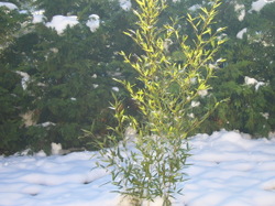 biocarburants : les alternatives