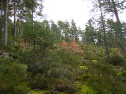 Forêt : améliorer la valorisation