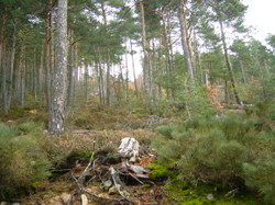 Biocarburants : l’importance du foncier