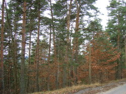 Bois : l’état des lieux