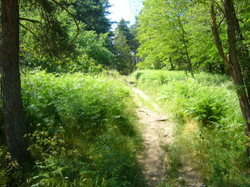 Le bois énergie ou la longue histoire de la forêt en France. Article I