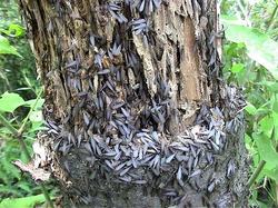 Elles causent pas, elles fument pas…