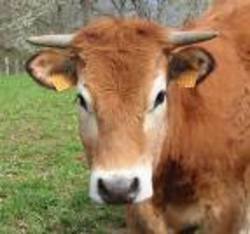 Concurrence homme/ bétail.