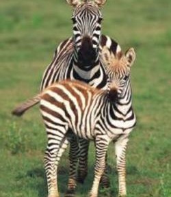 Yamaha et Honda veulent lancer des deux roues à propulsion électrique de longue autonomie