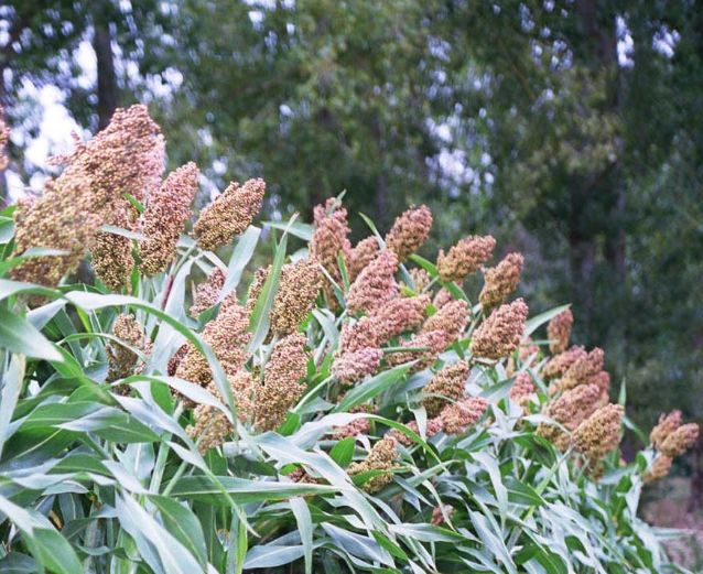 Le sorgho, alternative au maïs pour la production de biocarburants en zones de faible pluviosité