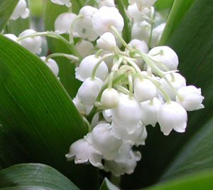 Le muguet, un brin de bonheur!