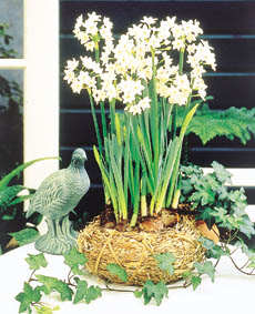 A propos de bulbes..