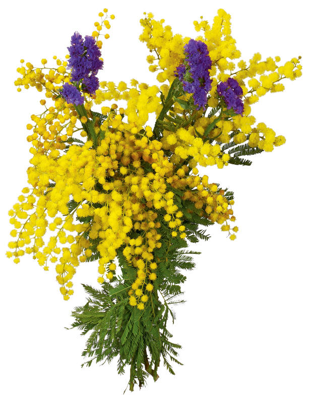 Bouquet Mimosa