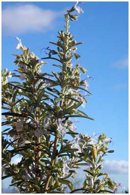 Parfum de garrigue, le romarin