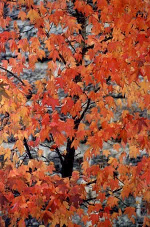 Manifestations du mois d’ octobre