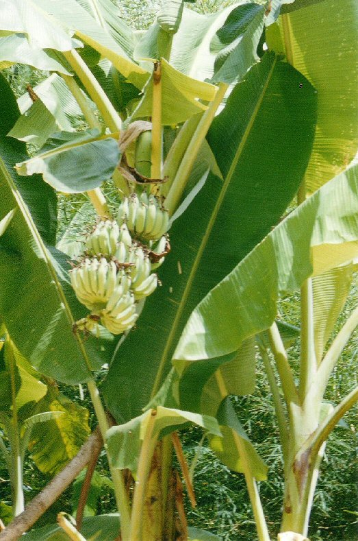 Les bananiers