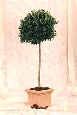 Le laurier-sauce se met en boule