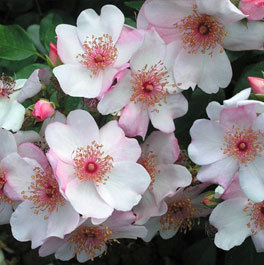 ‘Astronomia’ une étoile aux jardins de l’Observatoire