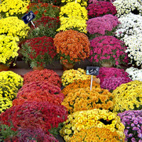 Le chrysanthème : une fleur d’or pour l’automne