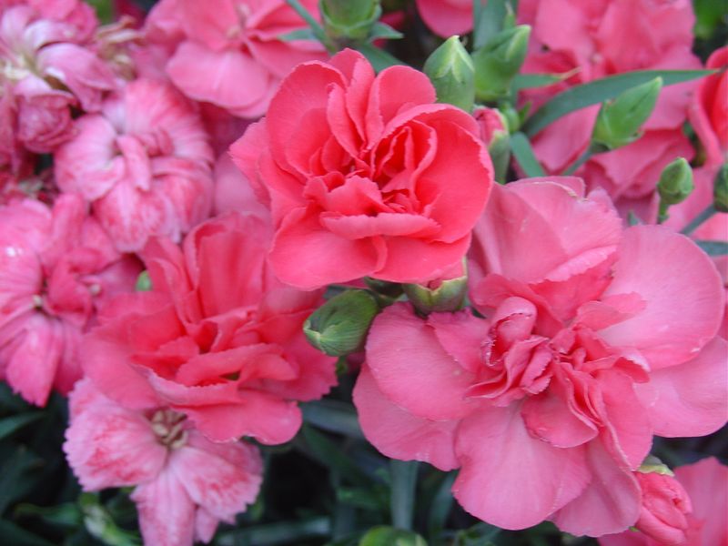 Derniers mots techniques