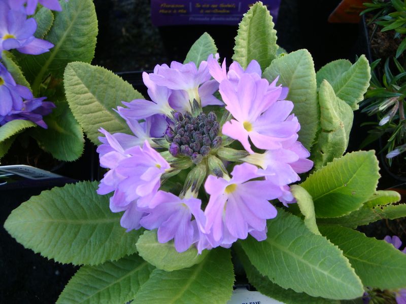 L’originalité de la primevère denticulata