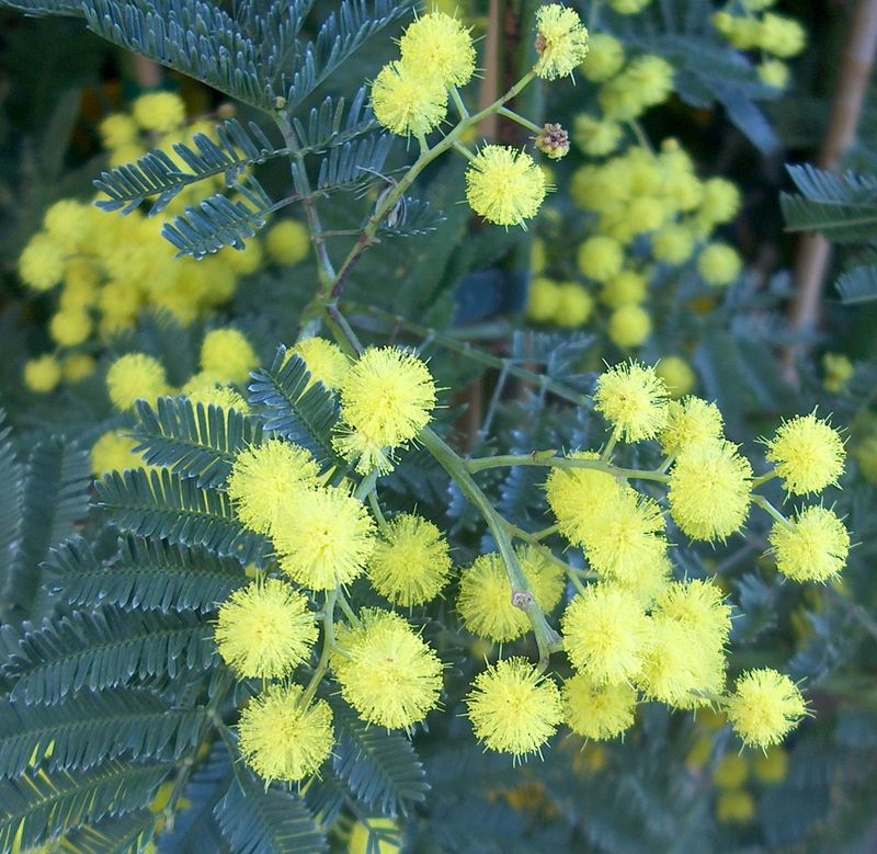 Quelques mots techniques