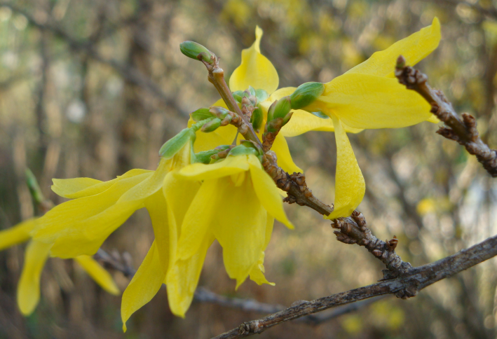 Couleur vive pour le forsythia
