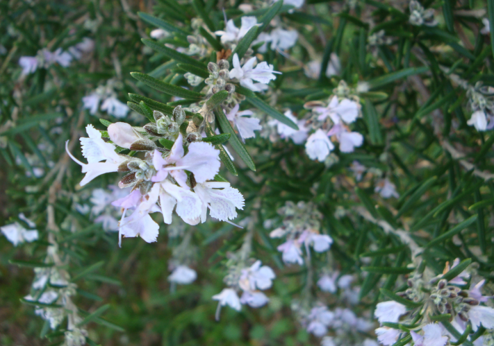 Le romarin, incontournable plante condimentaire