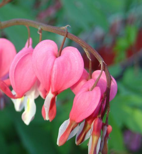 Les jolis coeurs de Marie