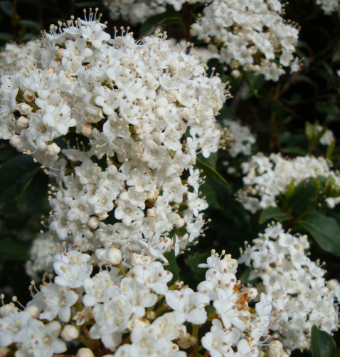 Le laurier-tin pour une floraison prolongée