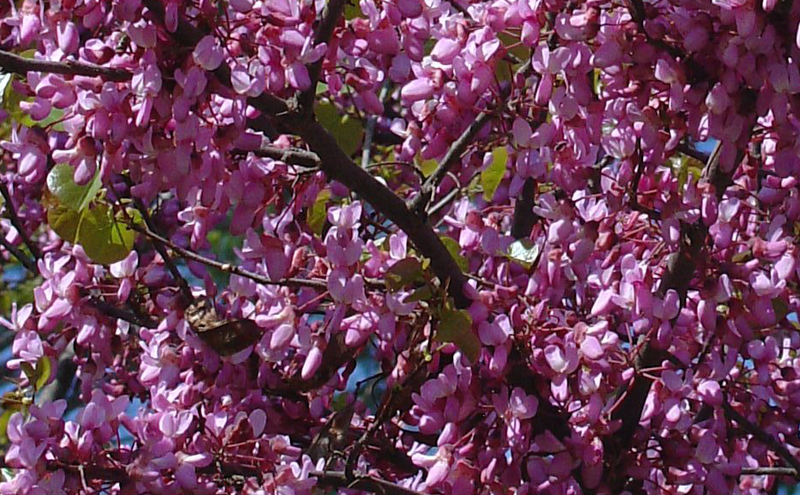 Quand l’ arbre de judée fait son spectacle