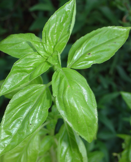 Des plantes aromatiques à portée de main